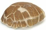 Colorful Fossil Tortoise (Stylemys) - South Dakota #235561-2